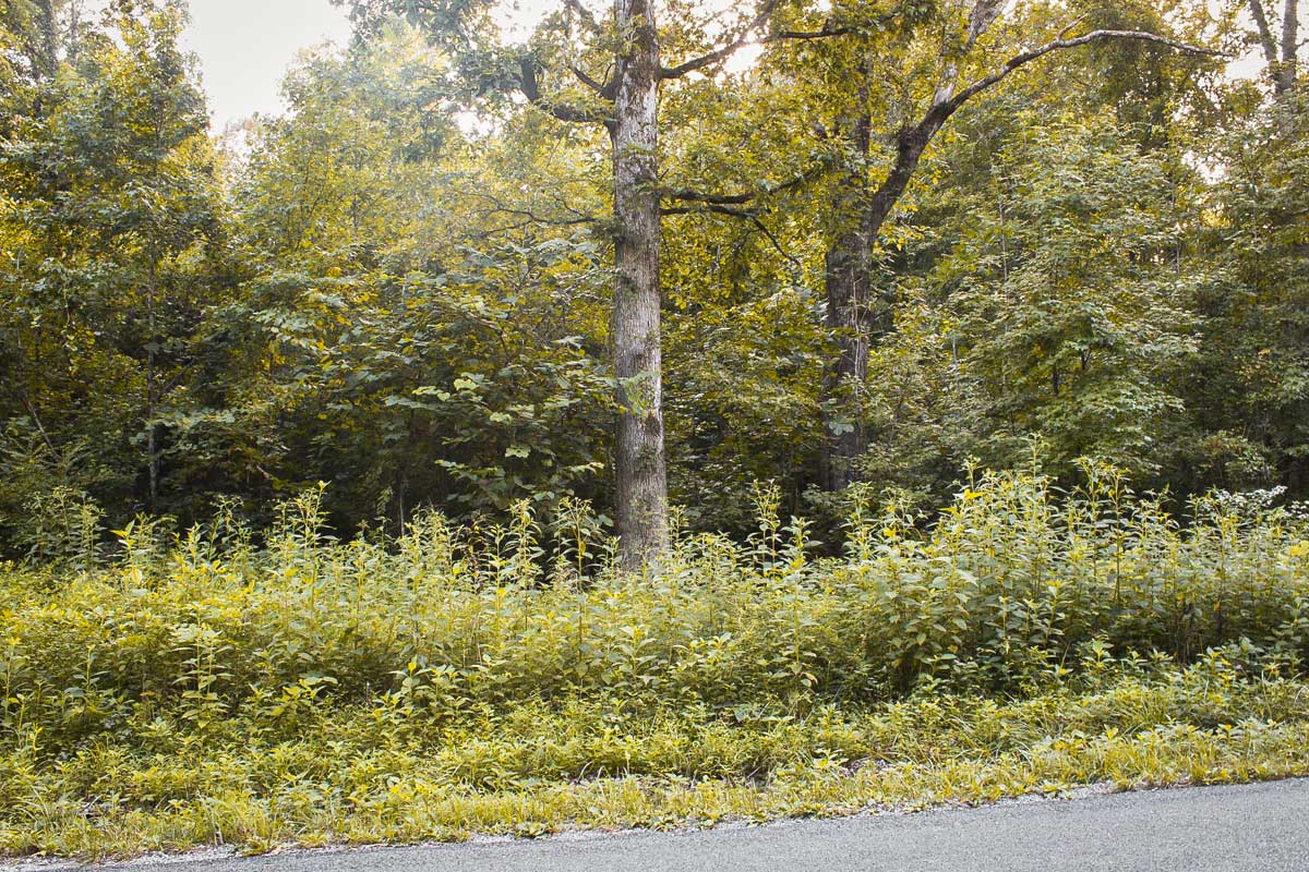 0.40 Acre Residential Lot For Sale Near Watts Bar Lake In Spring City, TN